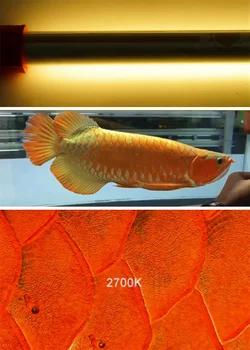 Enhance Arowana Color with Blueearth T5 Tanning Lights