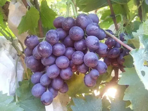 Сельскохозяйственное удобрение для растений, порошок, синий NPK удобрение, d сложное удобрение 12-12-17 + 2MgO