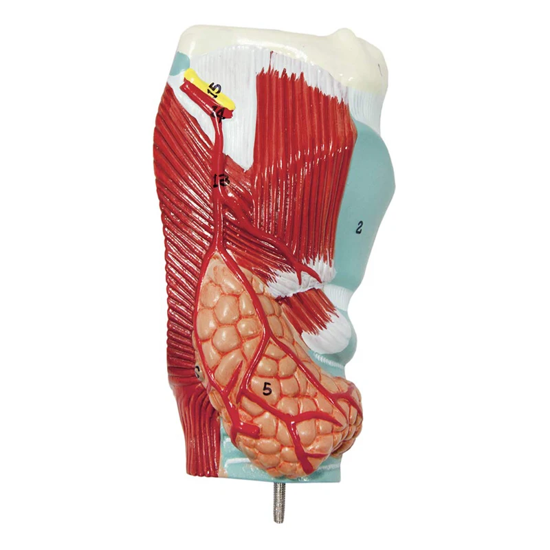 Respiratory System 7- Part Human Lung Model For Medical Display