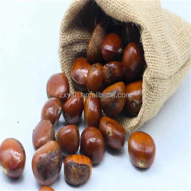 Delicious Chestnuts Fresh Chestnuts Bulk Chestnuts For Sale - Buy ...