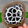 Turtle-pattern stone slices