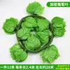 One pack of green grapevine cuttings (12 cuttings)
