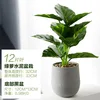 Pothos en pot de ciment
