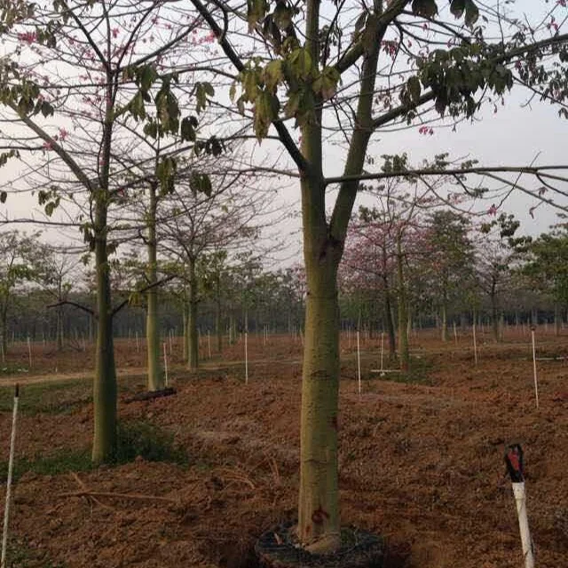 Chorisia Speciosa Silk Floss Tree Buy Chorisia Speciosa Silk Floss Tree Chorisia Landscape And Project Trees Chorisia Speciosa Bombax Plants Product On Alibaba Com