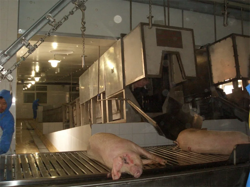 Special pig slaughtering production line with bone removal and cutting machine for pig slaughtering and slaughterhouse