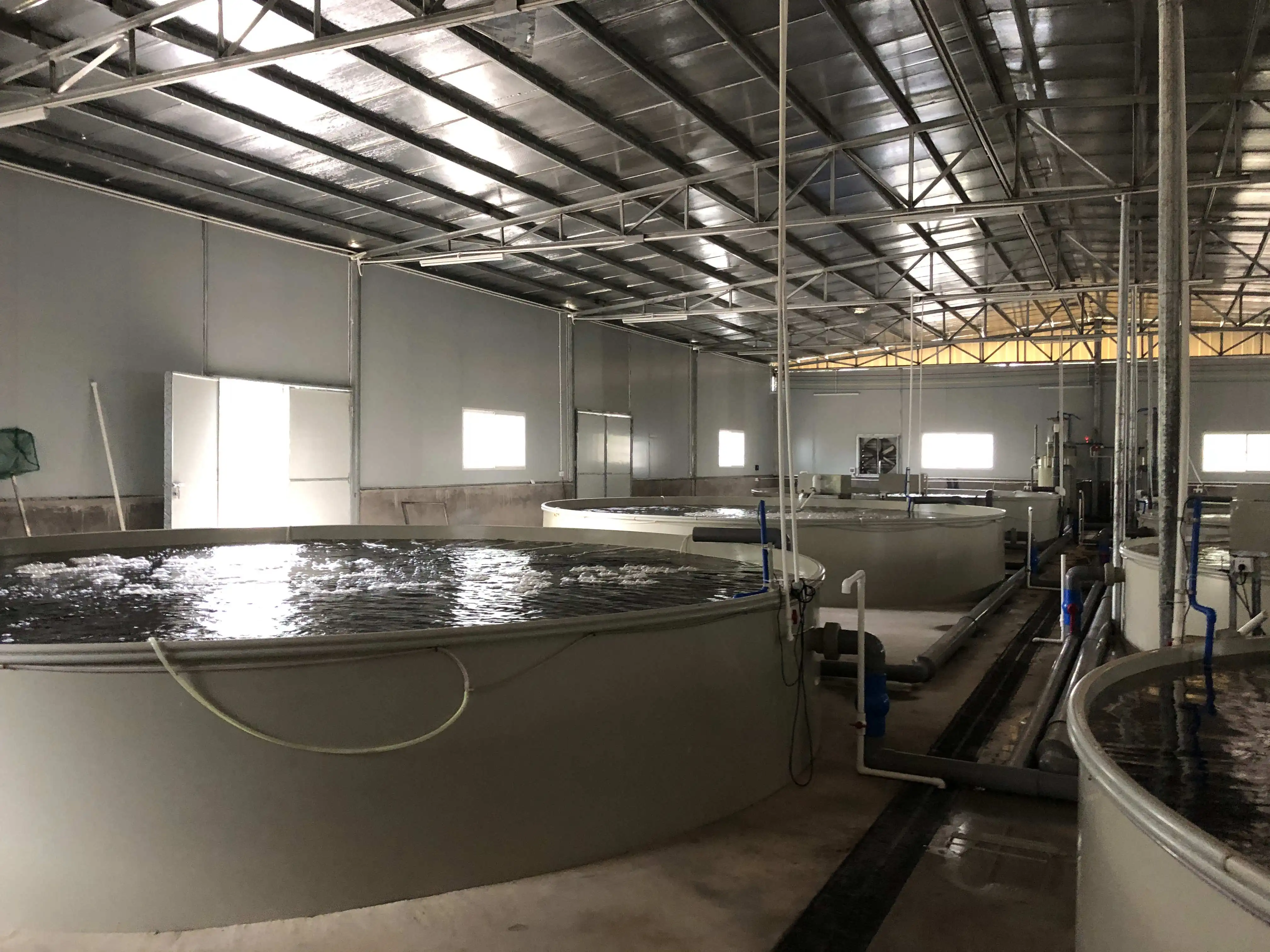 Large Scale Commercial Tilapia Fish Farming Big Ras Equipment for ...