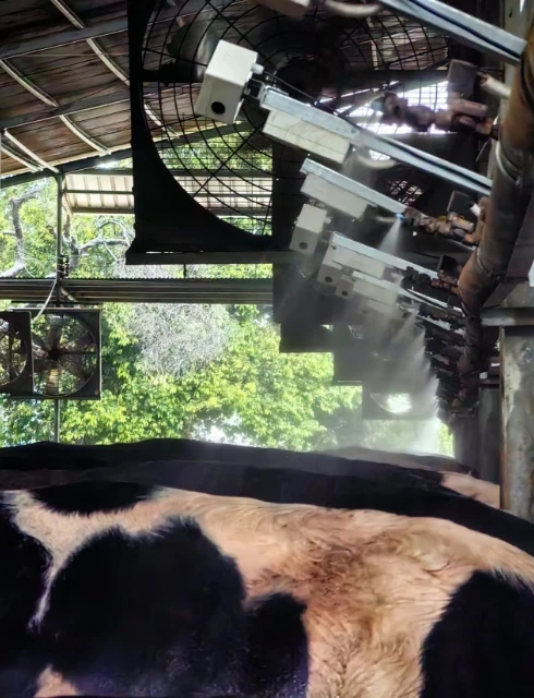 Cattle Magnetic Cage Dispenser Rumen Iron Extractor for Cattle Dosing ...