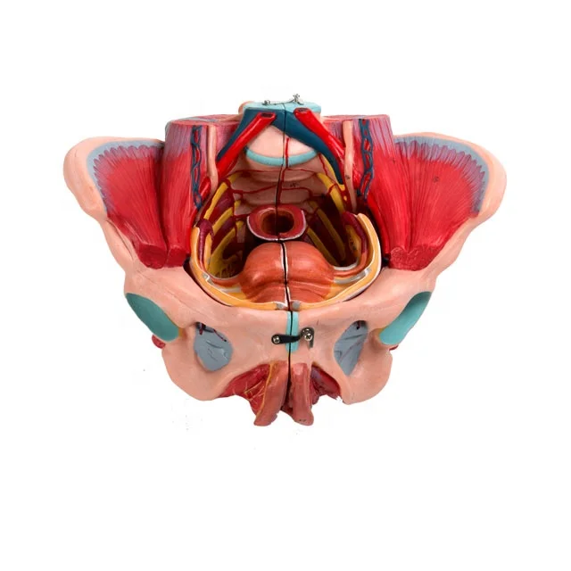 GD/A15107 General Doctor Human Female Pelvis with Blood vessels and Nervers(Medical Model,Training Model)