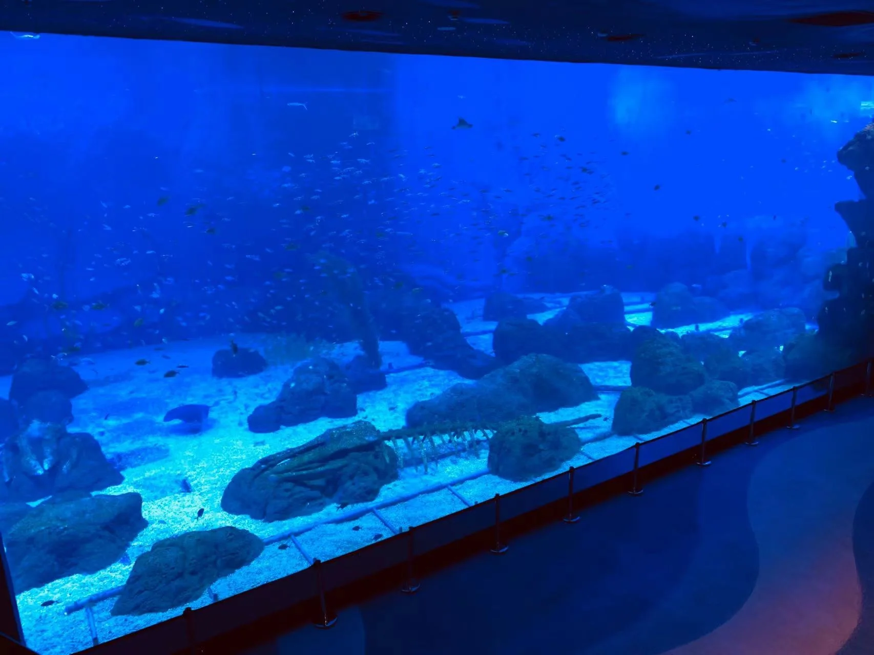 High Quality Transparent Acrylic Sheet Panel Aquarium Project Buy