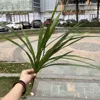 7 fork orchid grass green