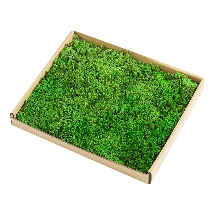 Aquarium Bonsai Fresh Moss - Grnes Moos fr Aquariengestaltung