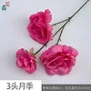 3 primera rosa EH rosa roja