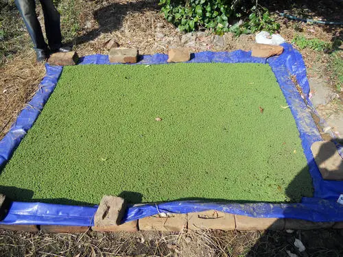 HDPE Geomembrane Azolla Pond Liner
