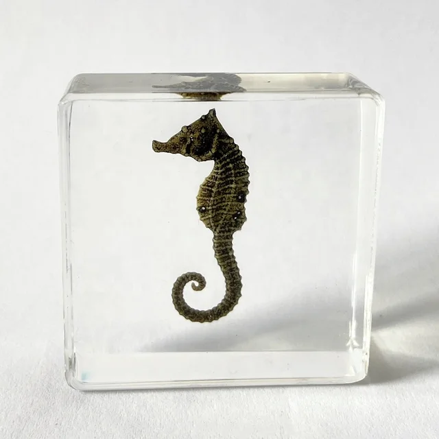 Biological Specimen Resin Educational Equipment Simulated Seahorse Paperweight for Science Observation