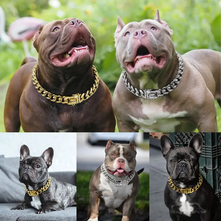 Bulldog Pitbull With Gold Chain Gold Dog Chain Collar For Puppy