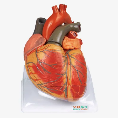 Anatomisches menschliches Herz Modell Anatomie pädagogisches Hilfsmittel 4D 