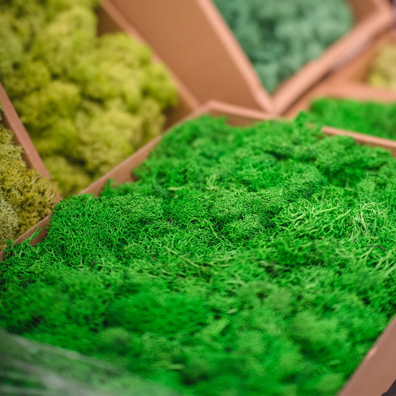 Preserved Preserved Sphagnum Moss - Bulk Box 1,5 kg - Green