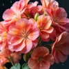 สีชมพู ---#3