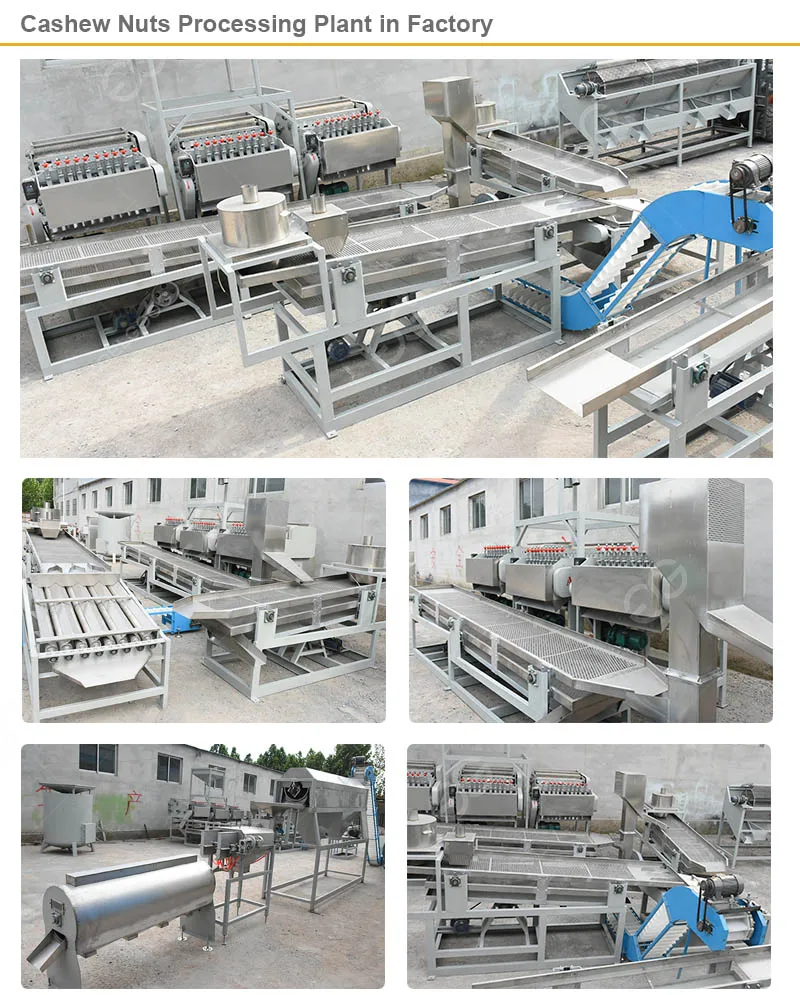 China Automatic Cashew Nut Processing Machine Price Buy Cashew Nut