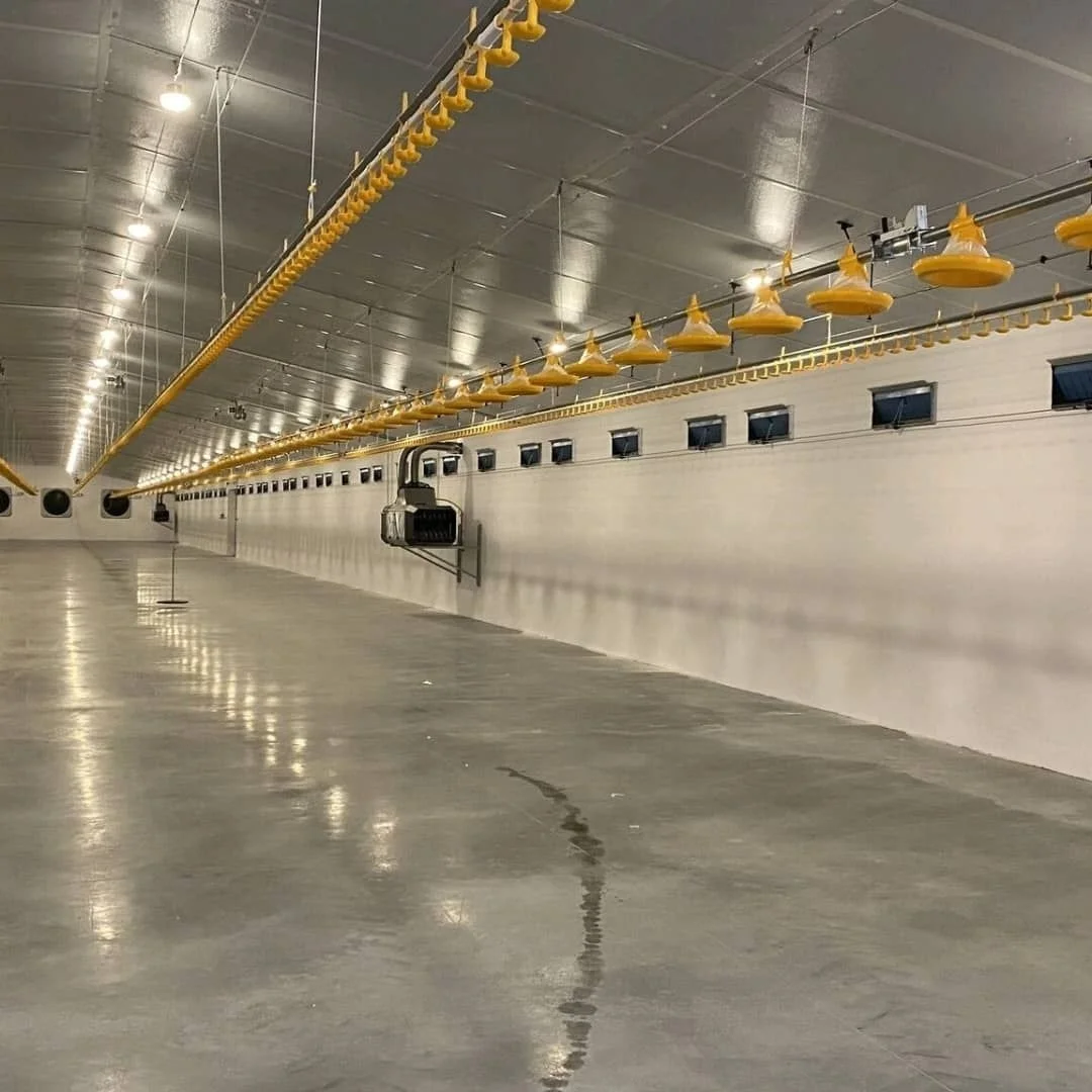 Chicken Equipment Automatic Broiler Equipment Automatic Poultry Pan Feeding Line Poultry Chain Feeding Line System