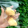 Petit poussin jaune