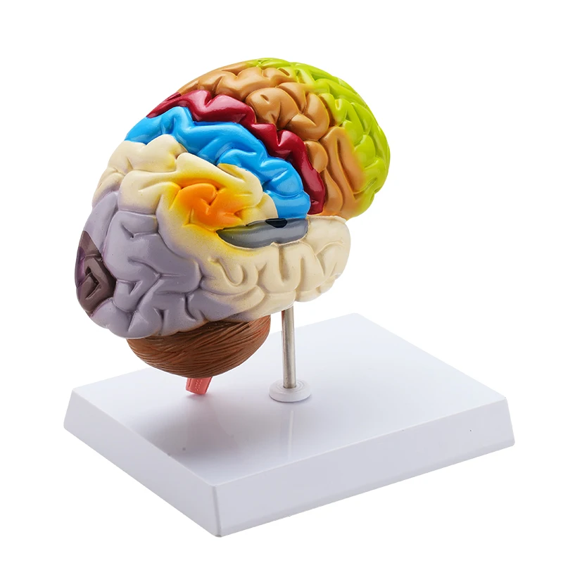 Teaching Resources Colorized Cerebro Maqueta Real Human Organs Medical ...