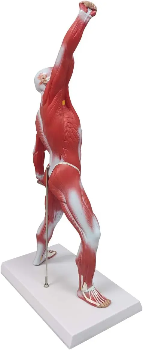 Miniature Muscular System Model 50 cm Human Muscle Anatomy Model Displaying Superficial Medical Model Muscles Anatomy
