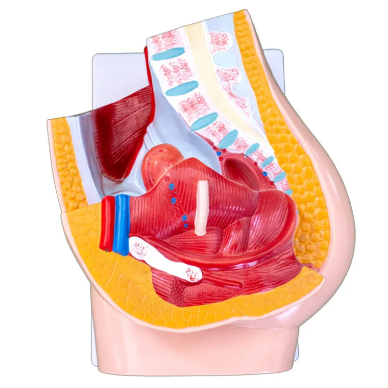 ANATOMY - FEMALE 解剖学模型 ANATOMY - FEMALE 解剖学模型 完整的女性解剖学3D模型- 下载Anatomy on