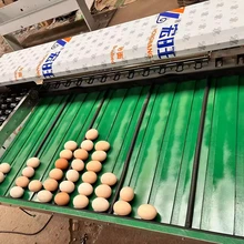 Industrial Stainless Steel Egg Weight Grader Egg Grading Machine 5-7 Level Chicken Farm Industrial egg sorting line