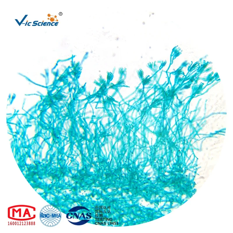 Biology Kids Microscope Prepared Slides 50 Pieces Oral Histology Animal ...