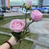 นางสนมของจักรพรรดิ3กุหลาบสีชมพู