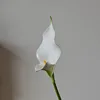 สีขาว