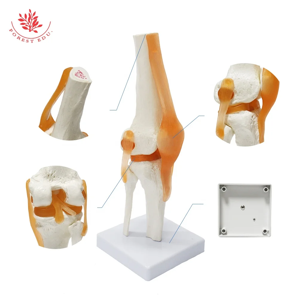Human Knee Joint Model FRT029 Deluxe Functional Include Ligaments Medical Science Human Anatomical Model