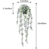 Eucalyptus white - with pot