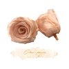 ROSE CHAMPAGNE