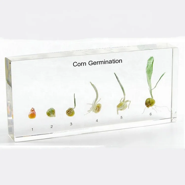 
 Встраиваемый образец кукурузы для обучения биологии  