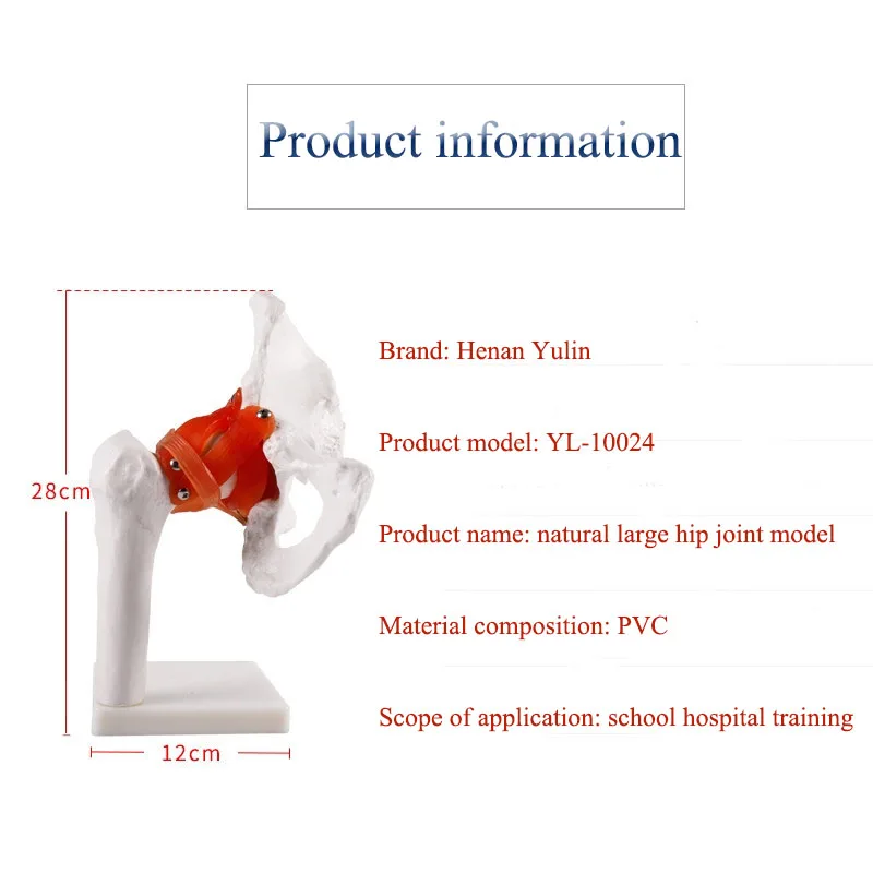 Medical Scientific Model of Human Hip Joint and Femoral Skeleton Teaching Aid