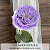 Rose Austin Purple