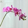 Nouveau violet