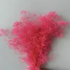 rosa brillante