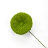 Hierba de hoja de loto verde