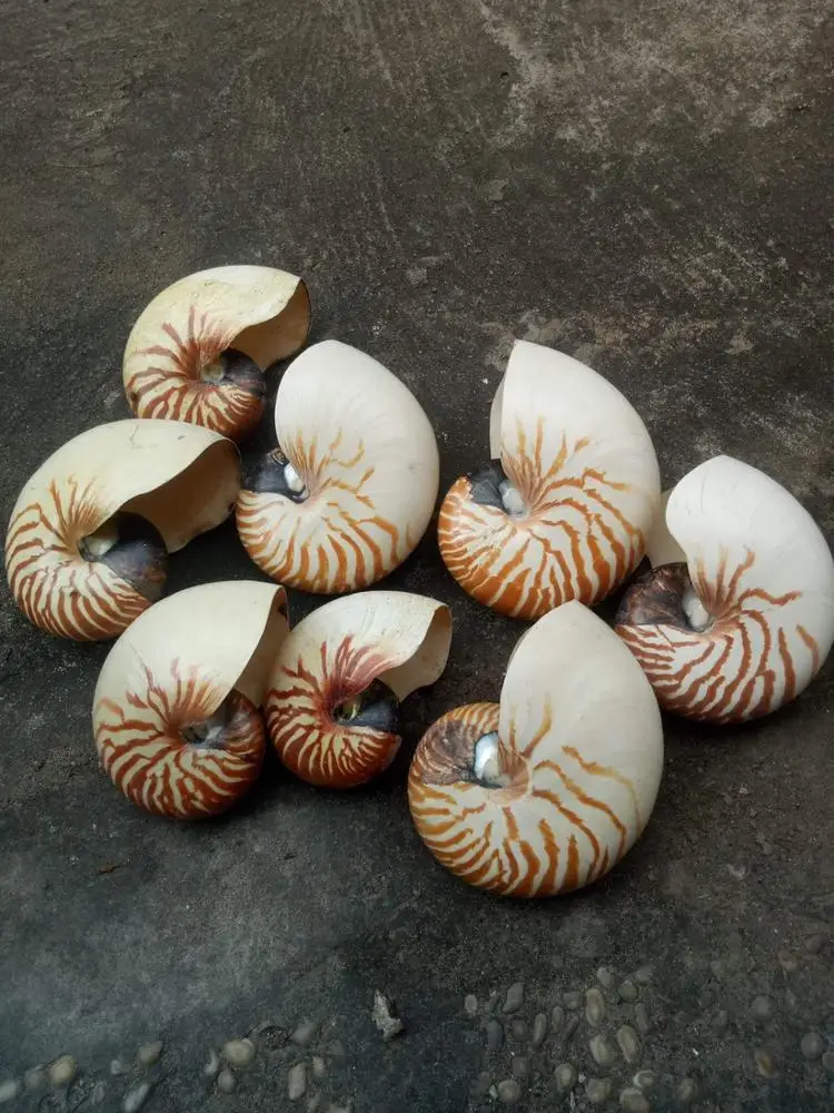 Snail Shell for Escargot/hernit Crab/ Crafts/snail Shell Large From 99 Gold Data Processing