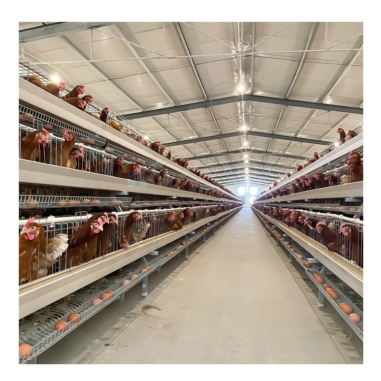 Fully Automatic Chicken Farm Building Cheap Chicken Coops Commercial Chicken House