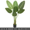 Plantes vertes 5
