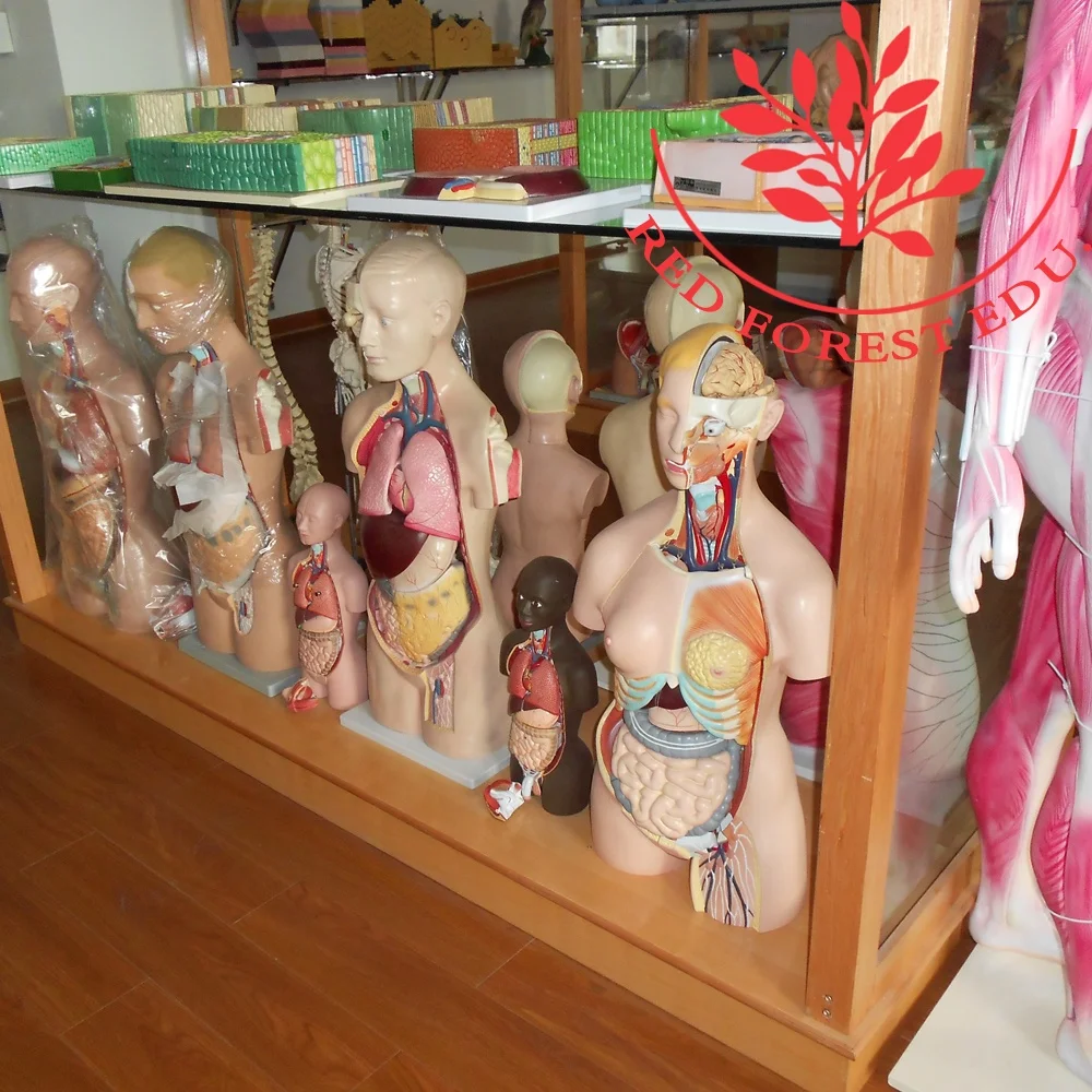 Human Torso Model 180cm Male Torso 37 Parts Internal Organs Systemic Medical Whole Body Art Muscular Anatomical Figure Model