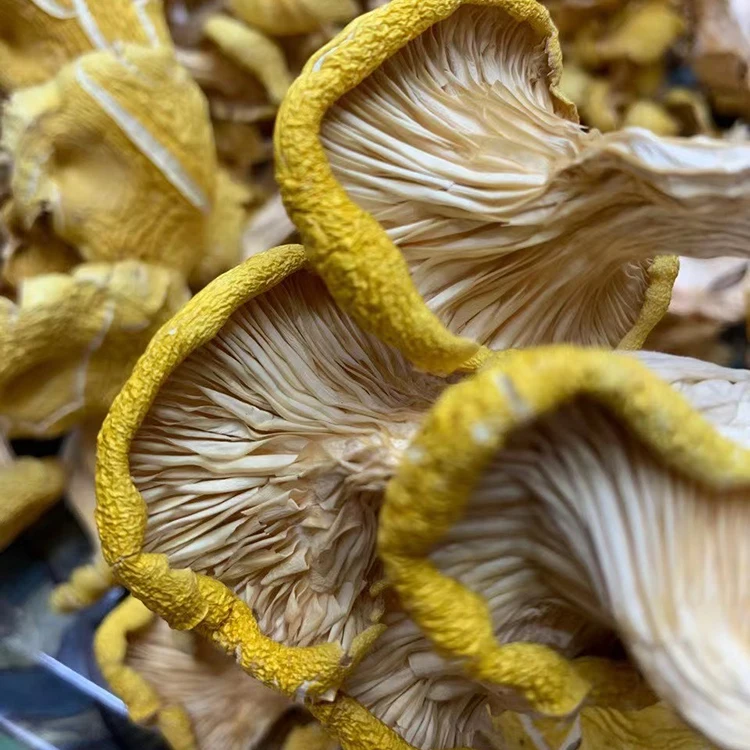 Buy Wild Dried Chanterelle Jamur Chanterelle Mushrooms With Wholesale Prices