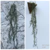 Erba aerea appesa verde chiaro (verde grigio)