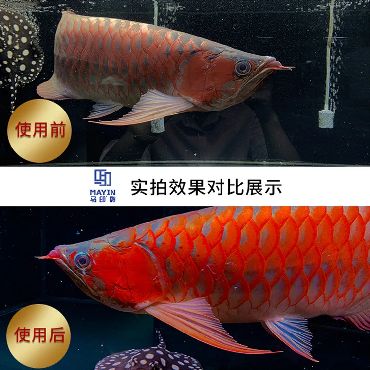 キ*ン様 Arowana Magical Light Series MAYIN Ma Yin Dragon Fish LED Lights - Brighten Your Tank