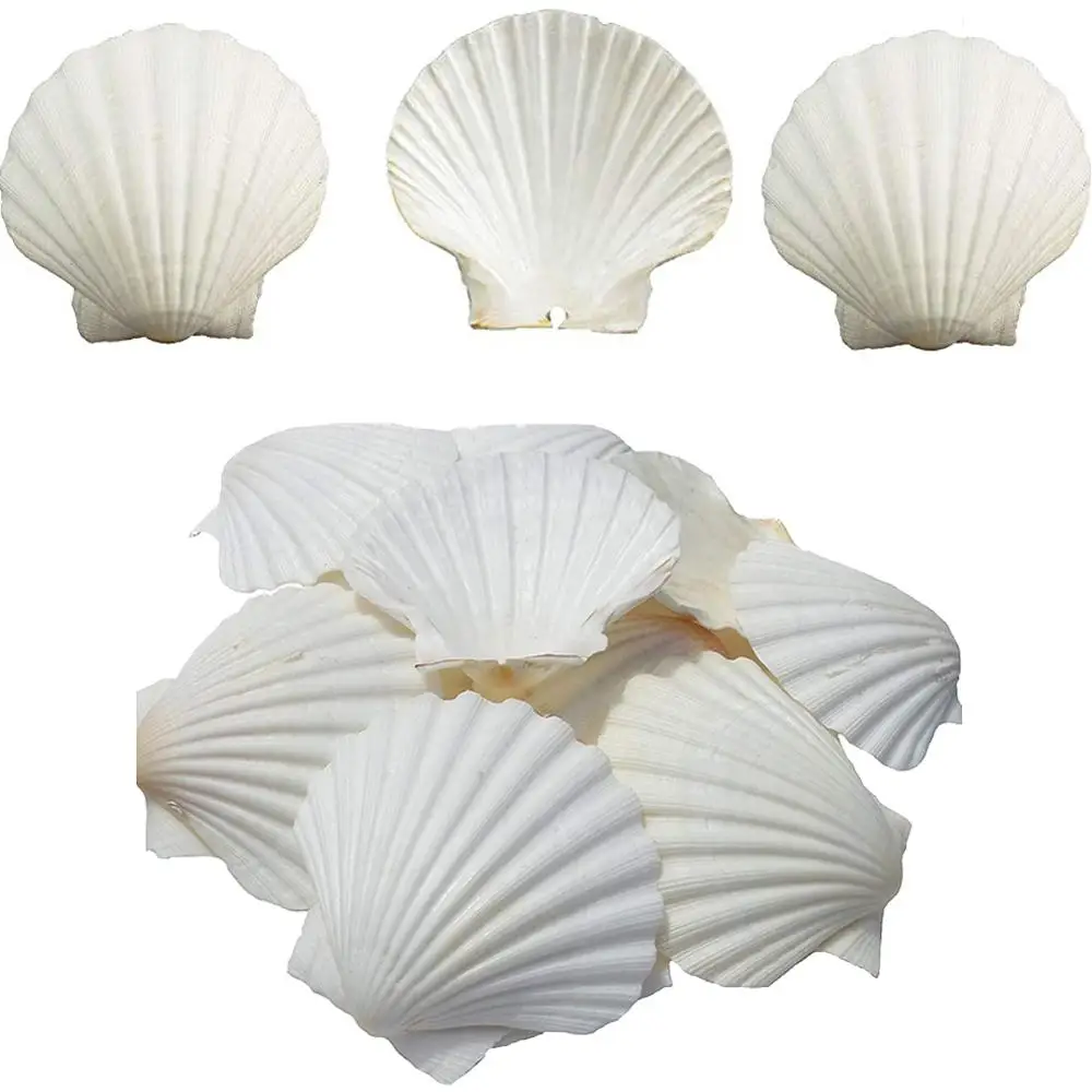  LUCKY BABY Scallop Shells White Natural Sea Shells for