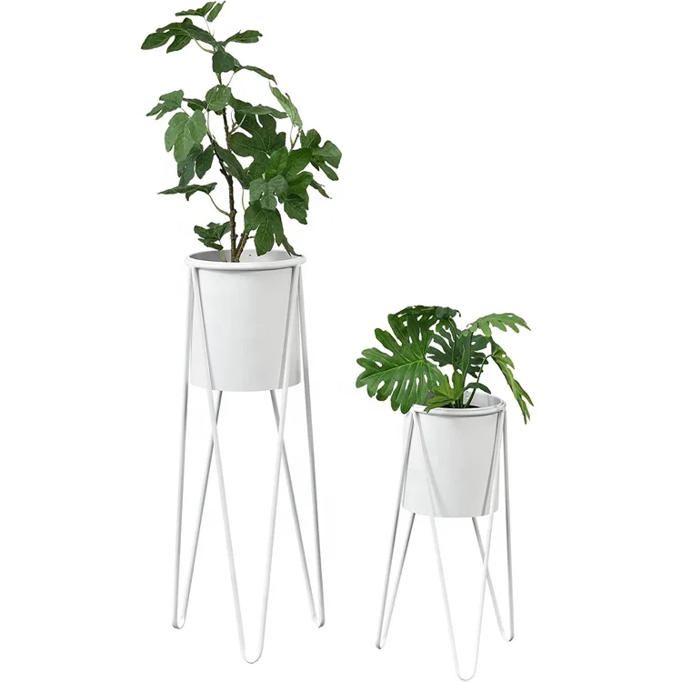 buy snake plant near me Sanservieria Laurentii 